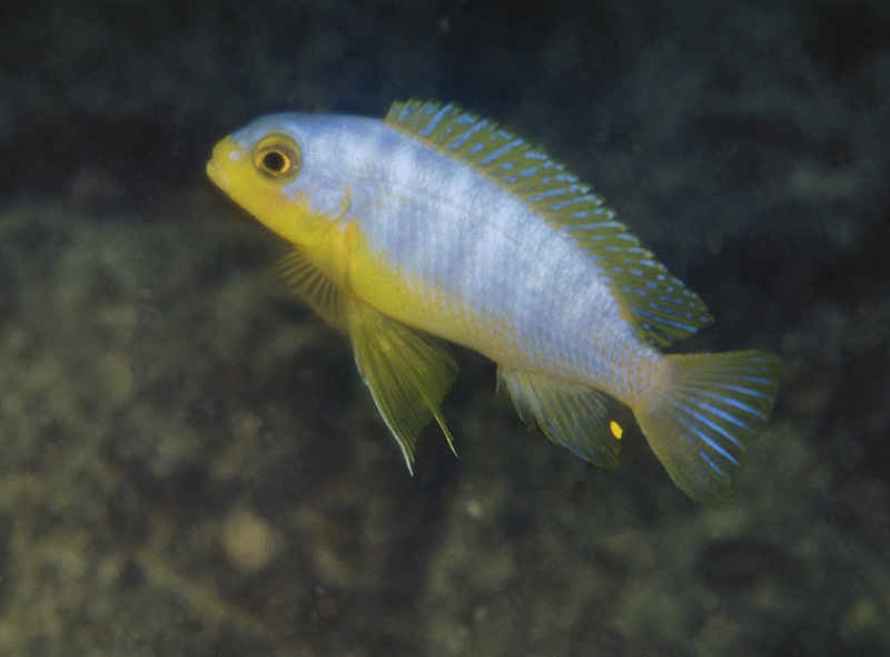 Maylandia aurora 'Ndomo Point'